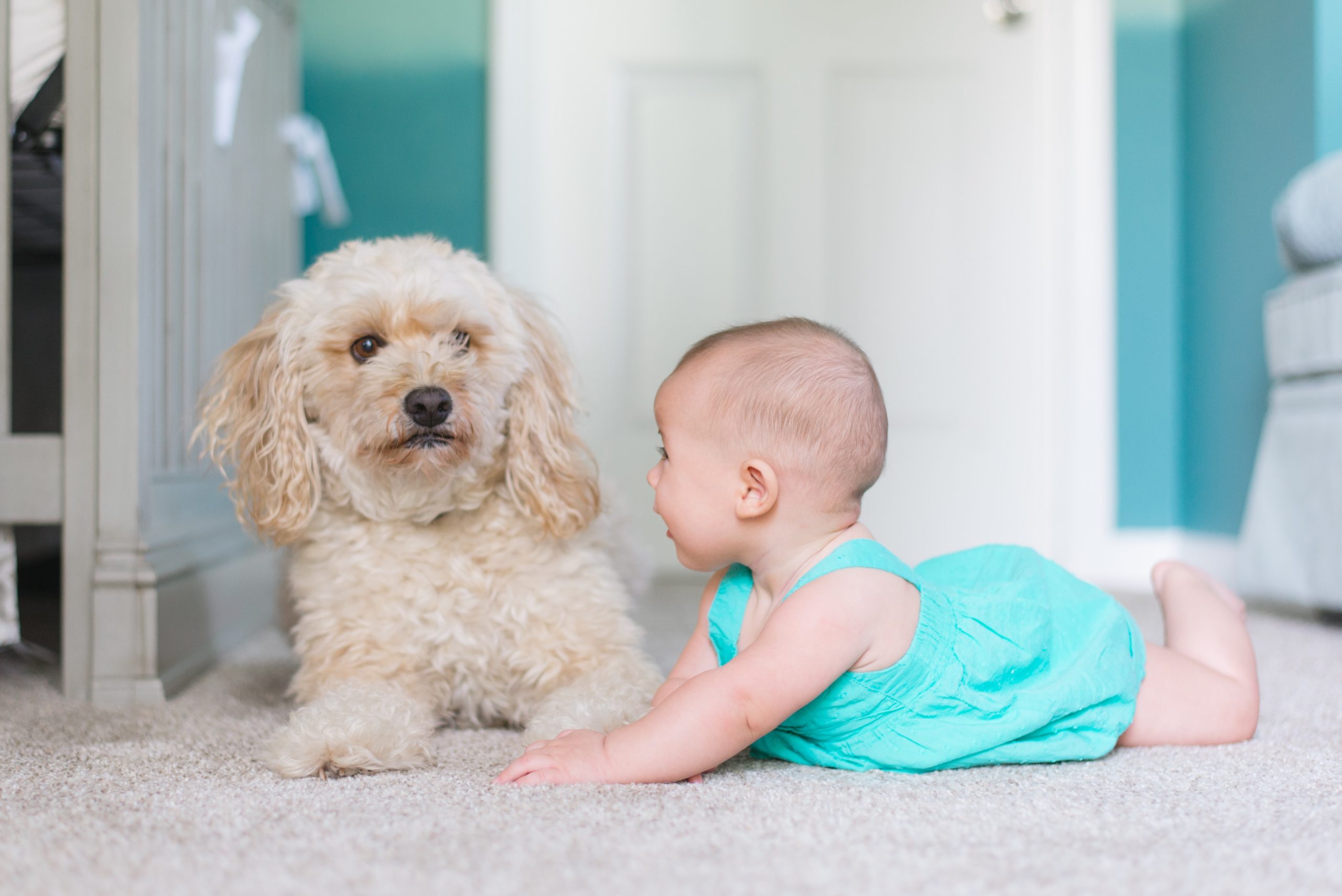 baby and dog on clean carpets